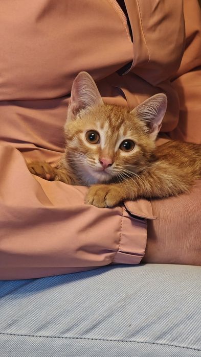 Ищем котёнку ДОМ