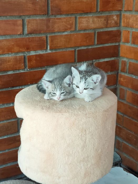 Отдам малышку в добрые руки