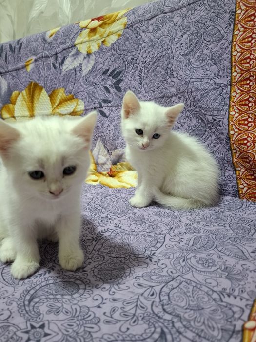 Отдам котят в добрые руки