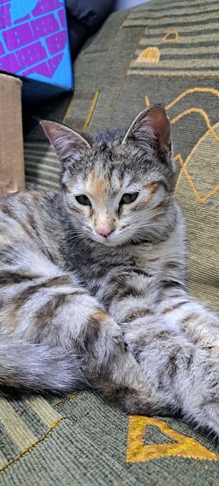 Кошечка в хорошие руки