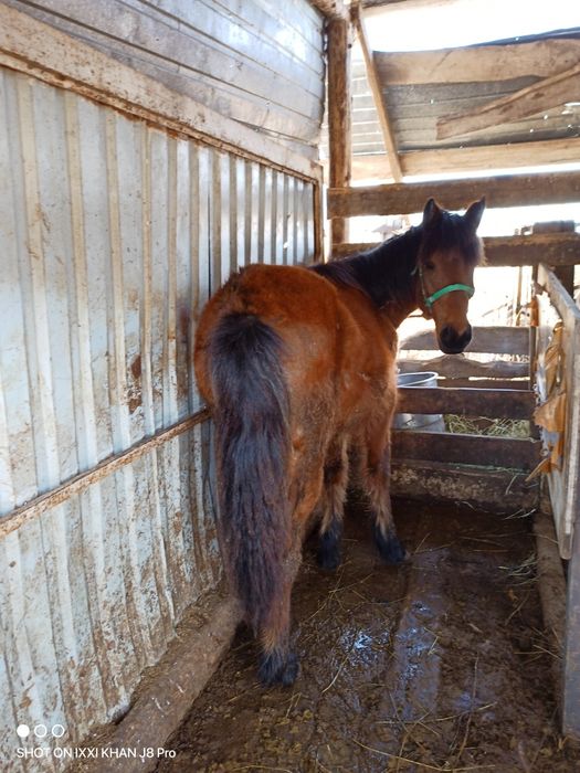 Продам годовалые тайчики