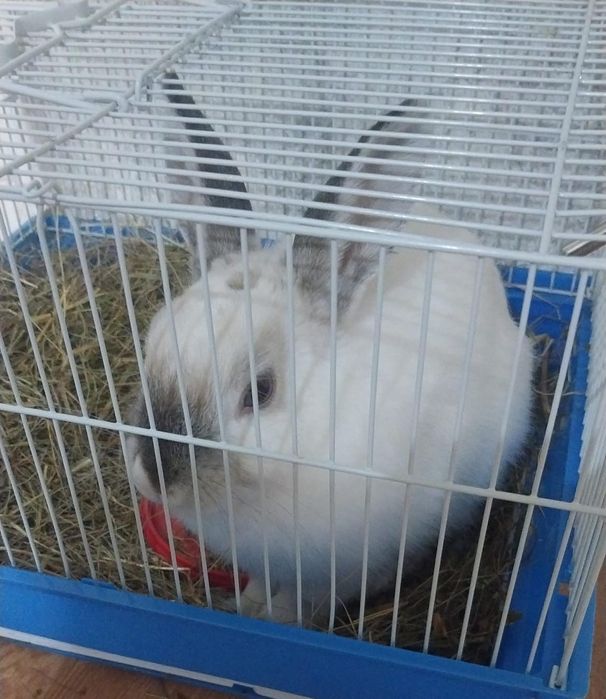 продам декоративного кролика со всем необходимым