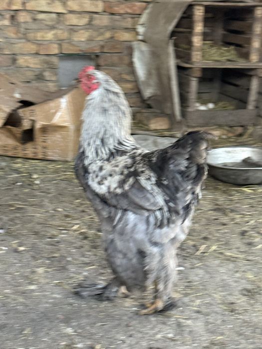 Породистый петух