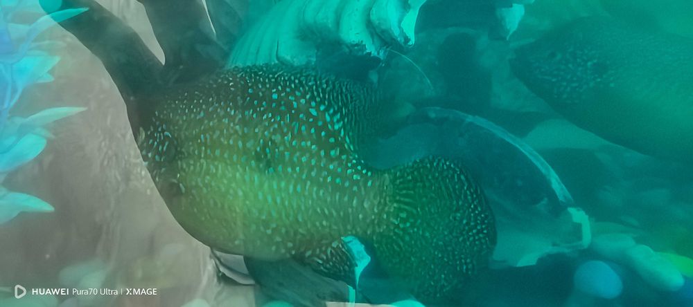 Хемихромис-красавец