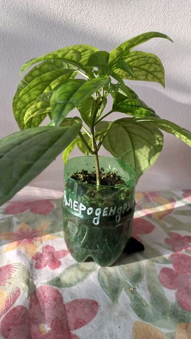 Продам цветок КЛЕРОДЕНДРУМ