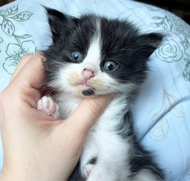 Малыши-котята ищут дом