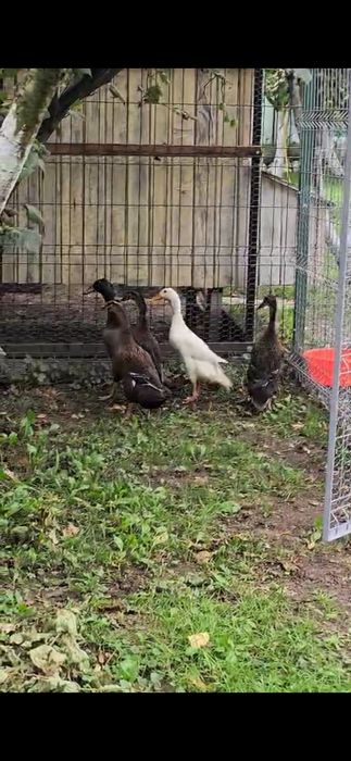 Vând rațe Alergătoare Indiene