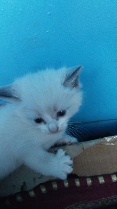 Котята. Мальчики отдам