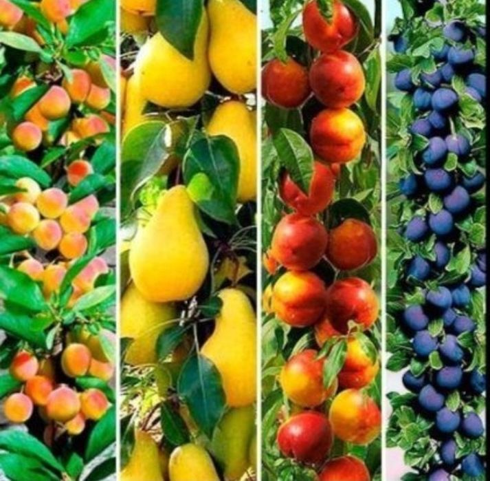 Pomi columnari anul2/3/4 diferite soiuri