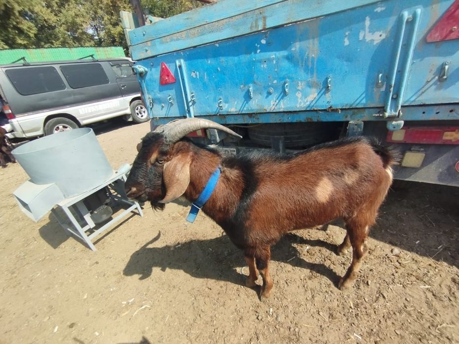 Продаем козла англо нубийской породы