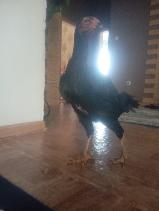 Срочно продам курицу брозильку