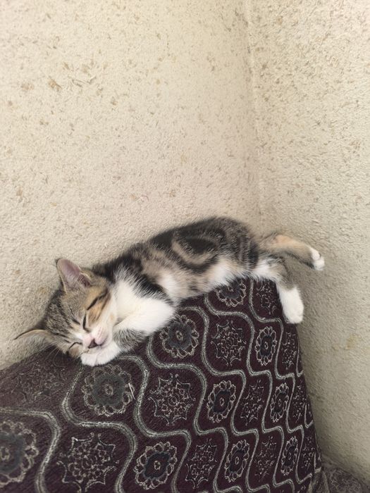 Отдам котенка в добрые руки