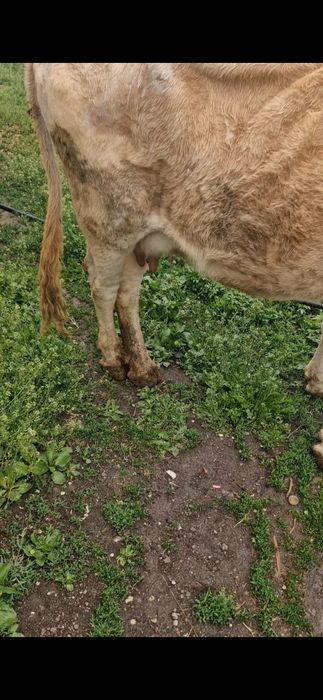 Молодая корова с теленком