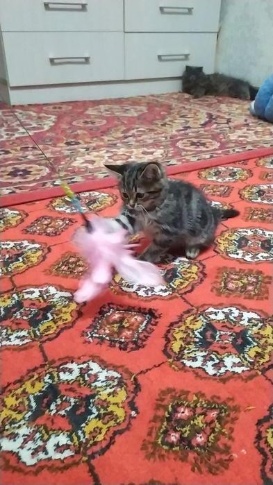 Прадаёться котята Мраморний табби