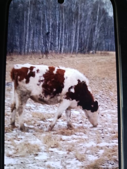 Продам тёлочек..