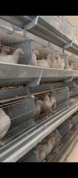 120 кунлик тугишни бошлаган жужалари сотилади