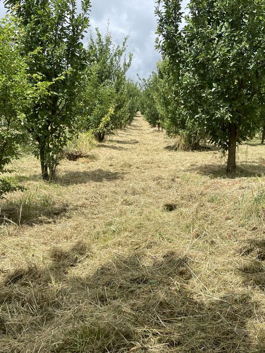 Defrisare vegetatie/iarba terenuri si livezi cu tocator profesional