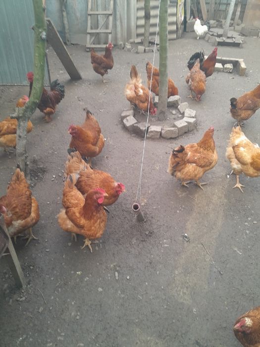 Oua de găină pentru incubat