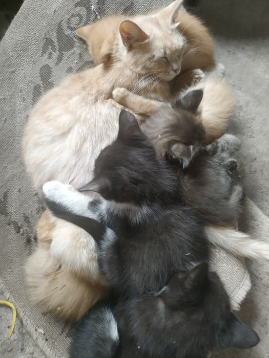 Котята бесплатно