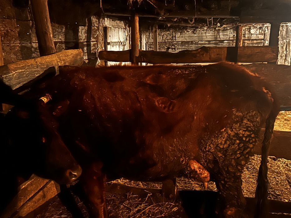 Сиыр сатылады и первотелка