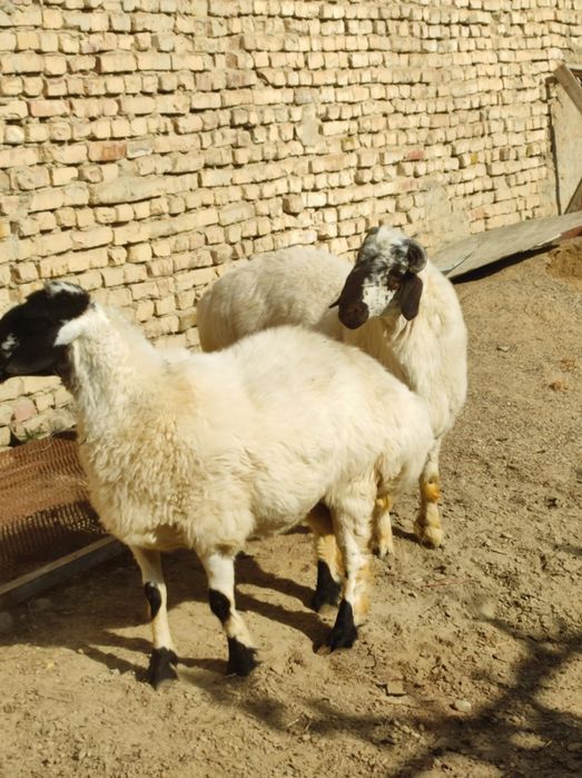 Ona bola quylar sotiladi