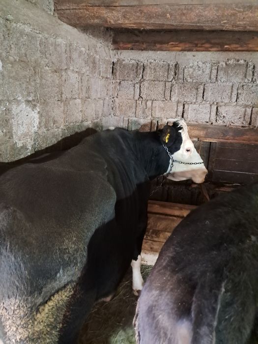 De vânzare vaca gestație de 4 luni