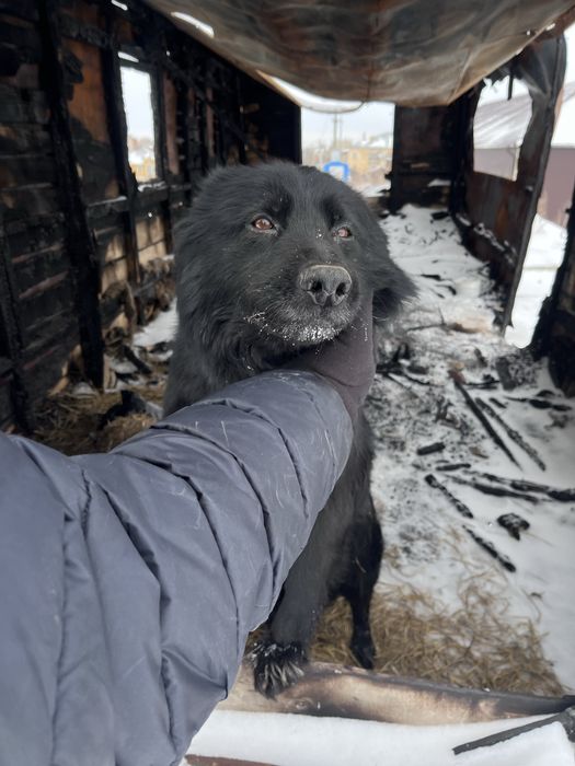 Собака,на пристройство