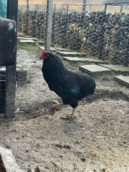 Cocos Araucana negru complet, 10 luni