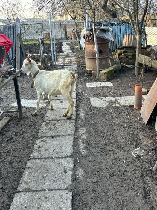 Capra sannen de vanzare