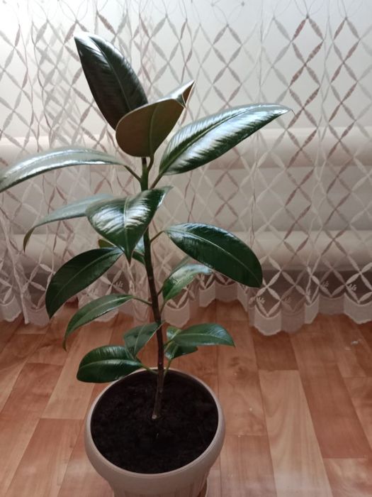 Комнатные цветы