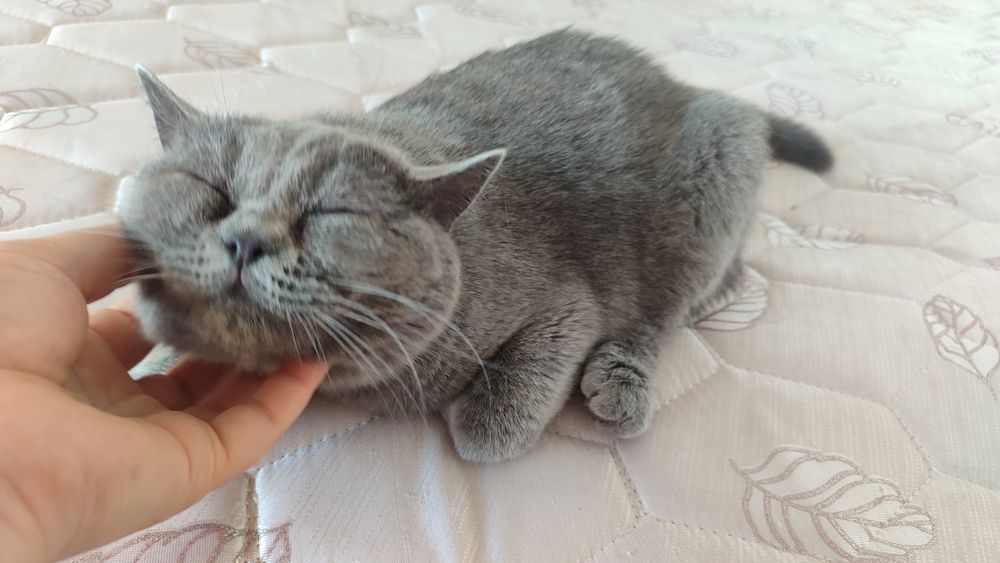 British shorthair