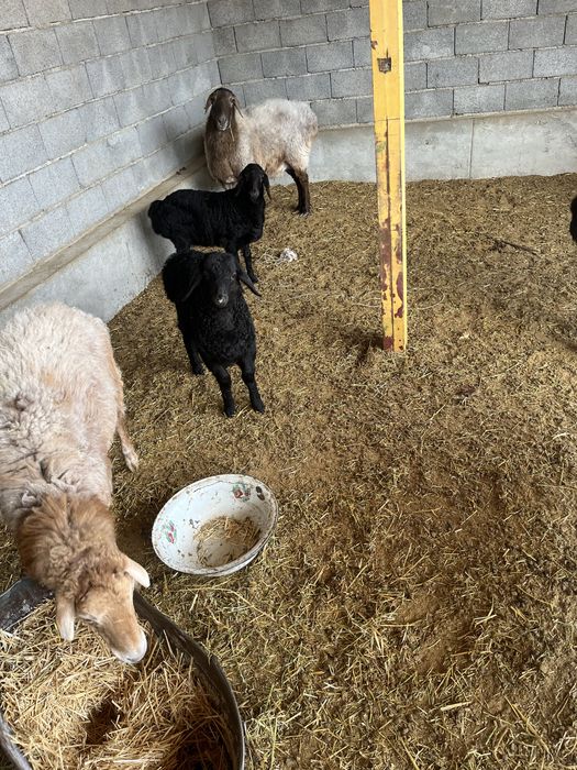 5 қой + 3 қозы сатылады | Келісімді