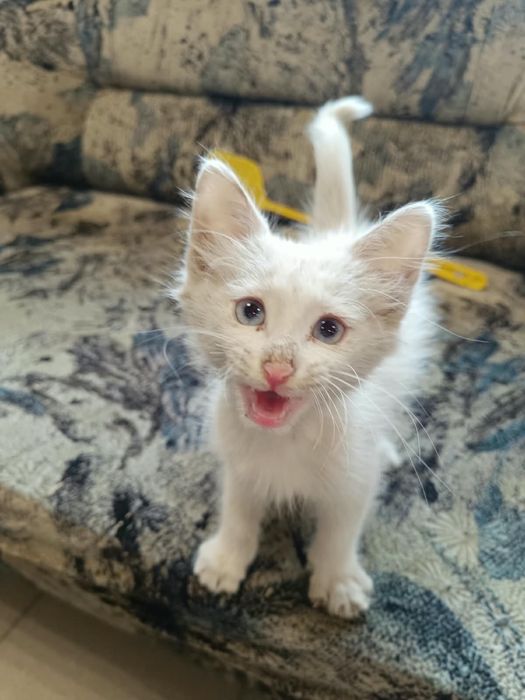 Котята ищут  дом