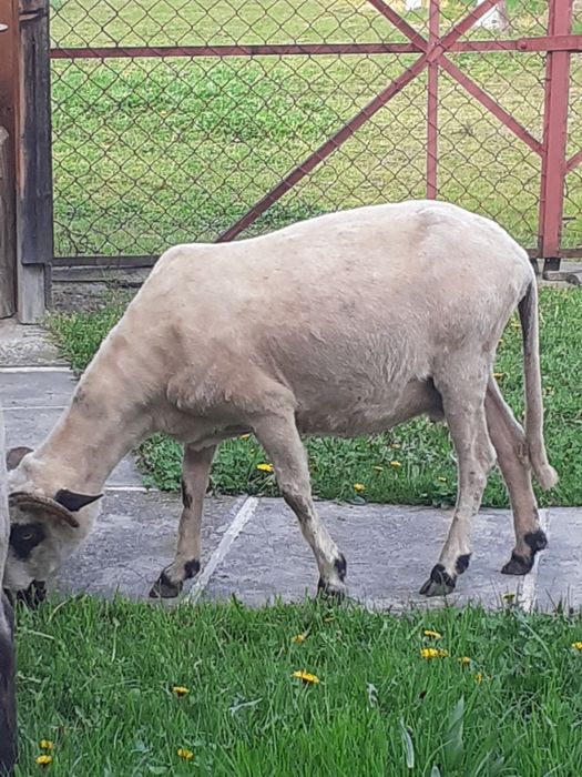 Vând oaie țurcană "brează"