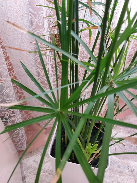 Циперус 1,5 метра