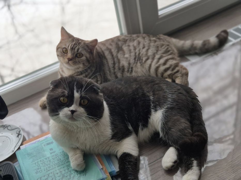 Вязка опытного кота