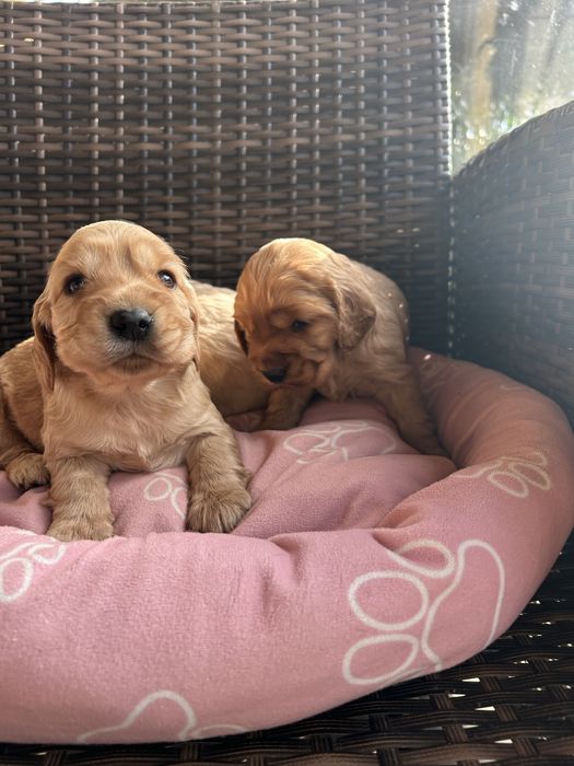 Кокер & лагото кученца