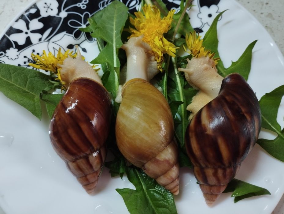 Улитки ахатина домашник