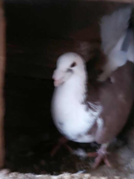 Vând porumbei pereche 100 lei fix