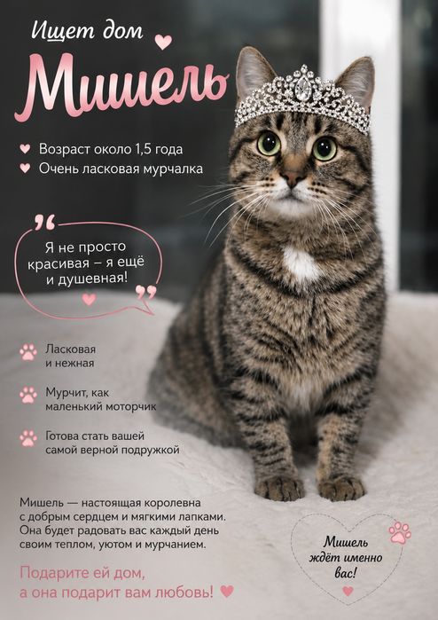Кошечка Мишель ищет дом
