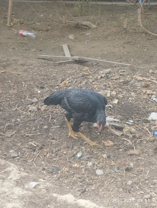 Жўжалар бор 1 та хўроз 3та товуқ..Зоти тоза...