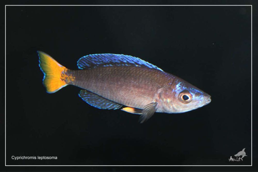 Циприхромис (Cyprichromis sp.)