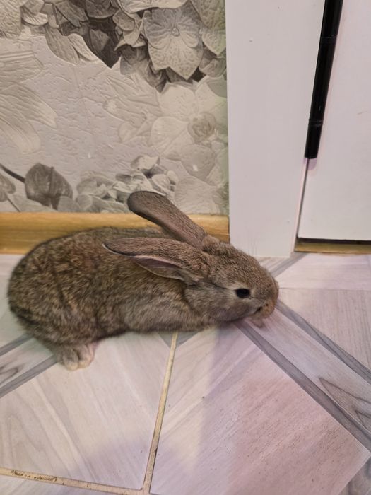 Продам крольчат мес