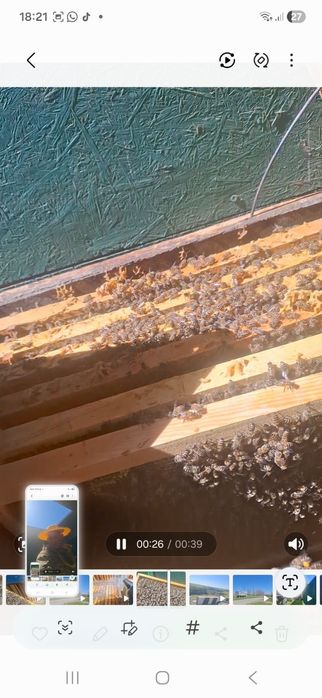 Продам пчёл рамка расплода 15 тышь