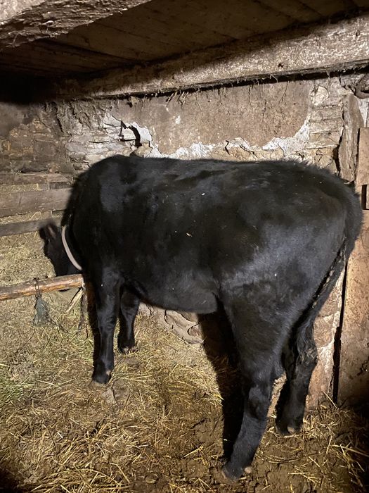 Vand vițea (junincă 2 ani) - Black Angus metis