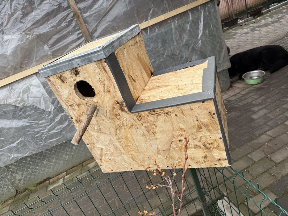 Execut cuiburi papagali