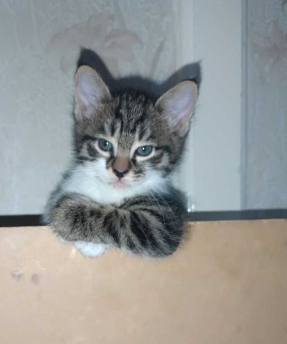 Отдам милых котят! г.Алмалык