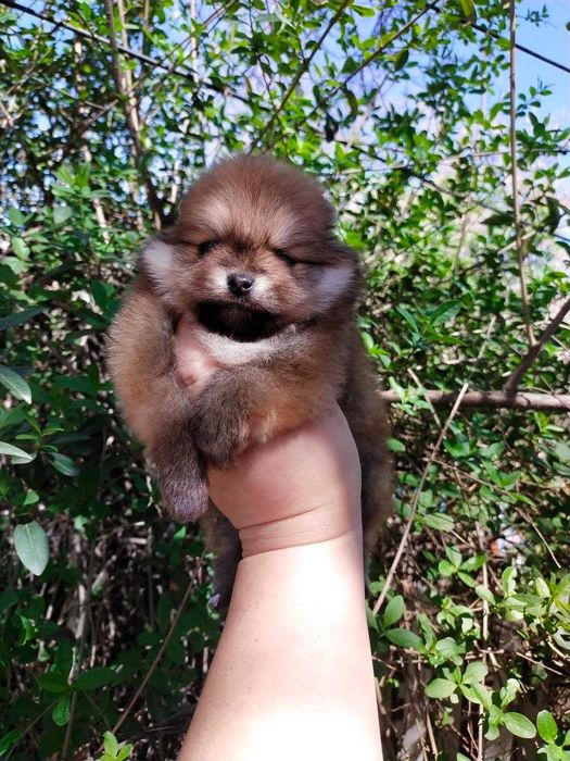 Померанский Шпиц