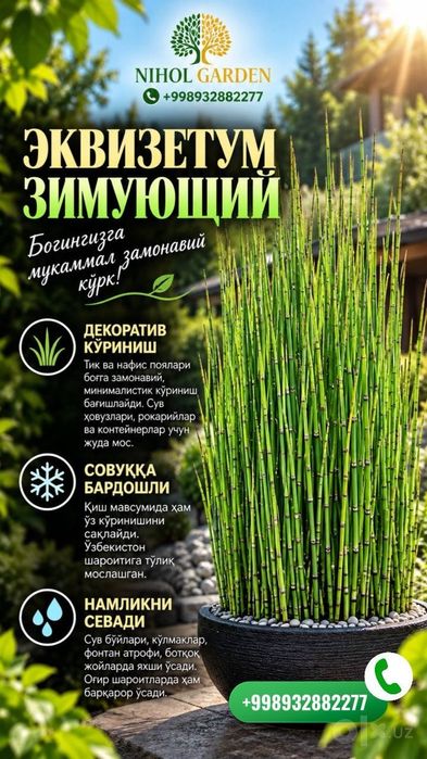 Эквизетум зимующий