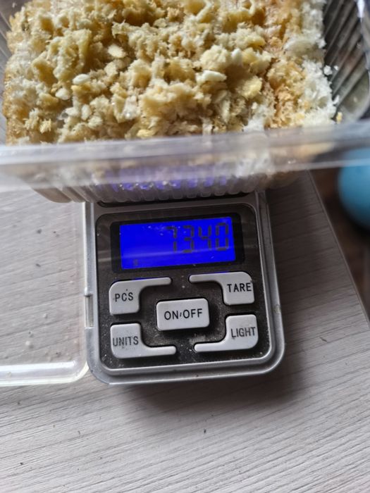 Яйца черной львинки